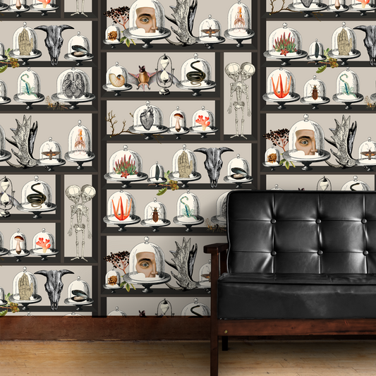 Cabinet of Curiosities collection: Where artistry and fascination converge